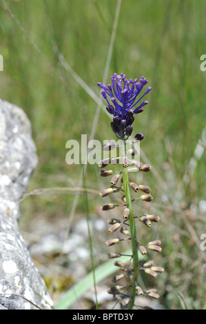 Tufted Grape Hyacinth - Tassel Grape Hyacynth - Hairy Muscari - Edible Muscari (Muscari comosum) flowering at spring Stock Photo