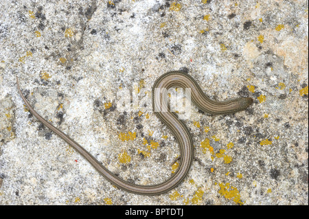 Western Three-Toed Skink (Chalcides chalcides striatus - Chalcides striatus) on a rock at sunset in summer Stock Photo