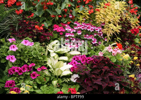colorful Flowers for Background use