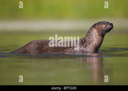 River Otter(s) - (Lutra canadensis) - Swimming in lake - Wyoming
