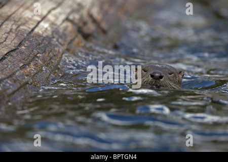 River Otter(s) - (Lutra canadensis) - Swimming in lake - Wyoming Stock Photo
