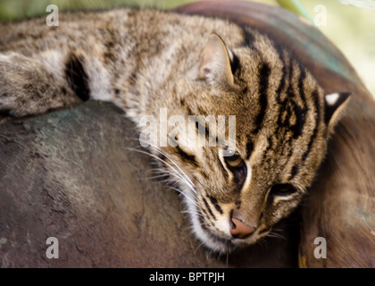 Geoffroy's Cat (Leopardus geoffroyi) is a small wild cat in the southern and central regions of South America. Stock Photo