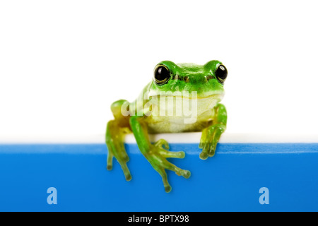 Green frog looking out of blue cooking pot Stock Photo