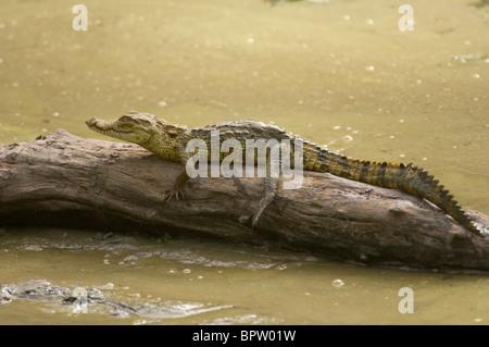 young Nile Crocodile (Crocodylus niloticus), Abuko Nature Reserve, the Gambia Stock Photo