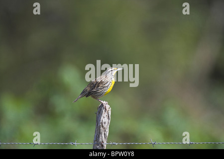 Eastern Meadowlark Sturnella magna perched on roadside fence post at La Güira, Republic of Cuba in March. Stock Photo