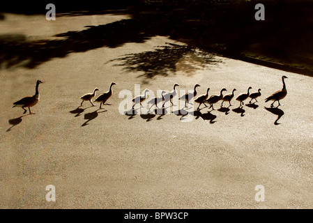 Family of ducks walking a straight line in front of the sea behind ...