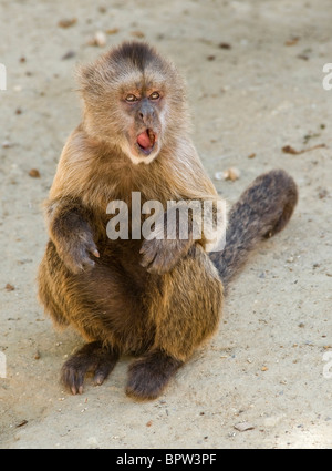 Weeper Capuchin Monkey Stock Photo