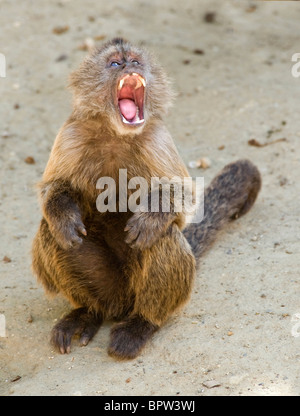 Weeper Capuchin Monkey with mouth open Stock Photo
