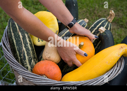 Woman placing fresh vegetables in Basket  Market Garden, Farms and Farm Equipment, Tarleton, Lancashire, uk Stock Photo