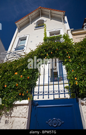 Egg-shaped fruits of the Blue Passion Flower plant ((Passiflora caerulea) of a terrace house. Passiflore bleue en fruits. Stock Photo