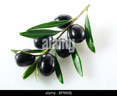 Fresh black olives on an olive branch photos, pictures & images. Cut out against white background Stock Photo