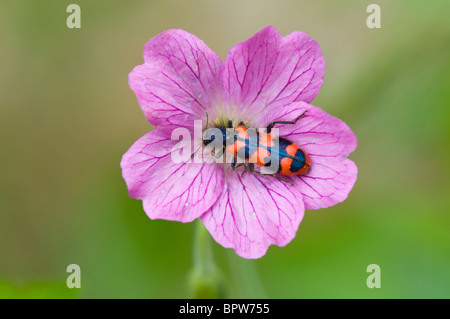 Bee Beetle or Bee Wolf (Trichodes apiarius), France Stock Photo
