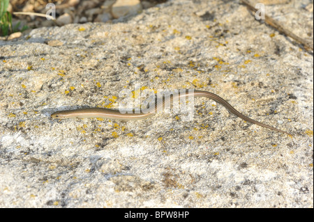 Western Three-Toed Skink (Chalcides chalcides striatus - Chalcides striatus) on a rock at sunset in summer - Provence - France Stock Photo