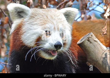 Red panda in dublin zoo ireland Stock Photo