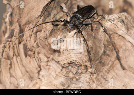 Male Great Capricorn beetle (Cerambyx cerdo) a Cerambycidae longhorn beetle spotted at night. Larvae usually feed on dead trunks of oaks and other deciduous trees. Stock Photo