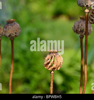 Spiral shaped dried poppy seed head Stock Photo
