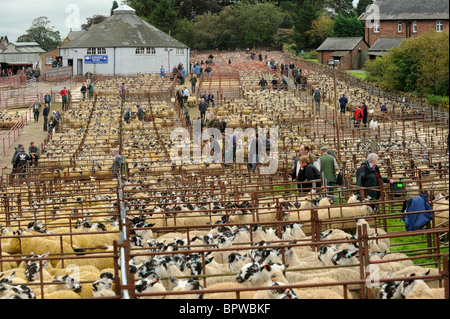 Alston Moor Day at Harrison and Hetherington Lazonby Mart, Cumbria. A sale of 19,645 mule gimmer lambs Stock Photo