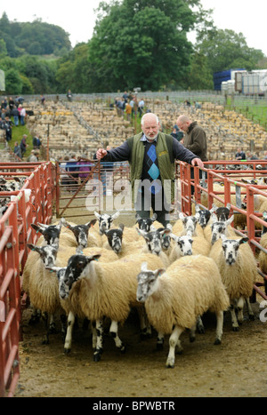 Alston Moor Day at Harrison and Hetherington Lazonby Mart, Cumbria. A sale of 19,645 mule gimmer lambs Stock Photo