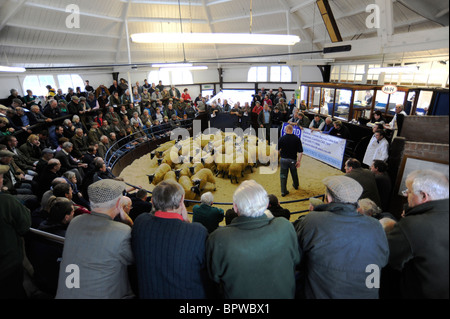 Alston Moor Day at Harrison and Hetherington Lazonby Mart, Cumbria. A sale of 19,645 mule gimmer lambs Stock Photo