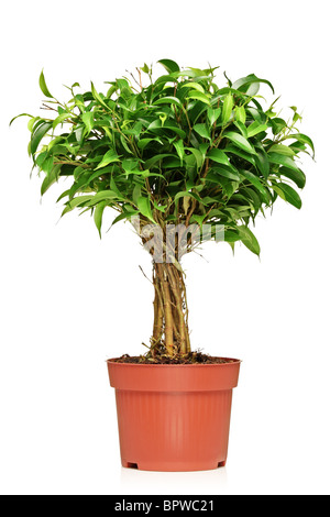 A Ficus Benjamin (ficus benjamina natasja) in a brown pot Stock Photo