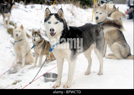 A team of Alaskan Malamute sled pulling dogs in the snow Stock Photo