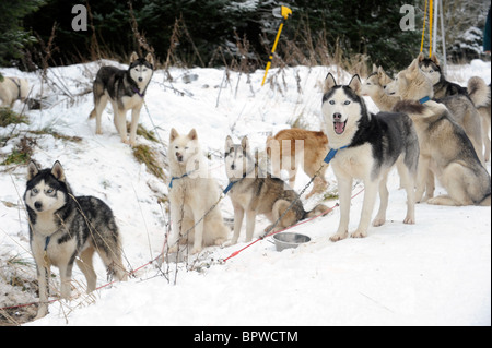 A team of Alaskan Malamute sled pulling dogs in the snow Stock Photo