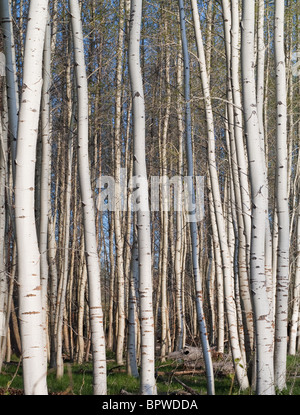 White bark birch trees planted along garden edge, Eugene Oregon Stock ...