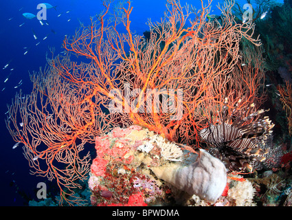 a  colorful reef scene with red sea fans, tropical fish and a lionfish, with a blue water background, Stock Photo