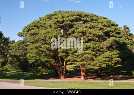 Tanyosho Pine, also known as Umbrella Pine - Pinus densiflora 'Umbraculifera' Stock Photo
