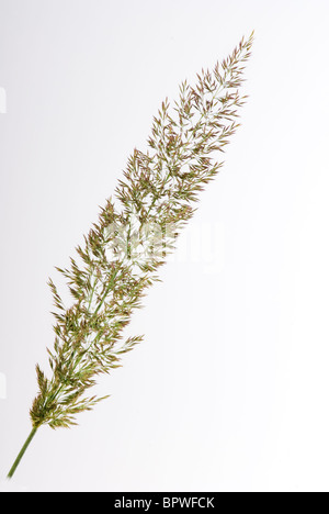 Calamagrostis brachytricha, Korean feather reed grass. Stock Photo