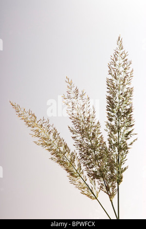 Calamagrostis brachytricha, Korean feather reed grass. Stock Photo