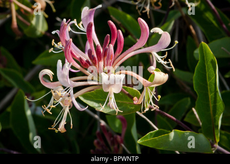 Honeysuckle flower. Also known as Lonicera periclymenum. Stock Photo