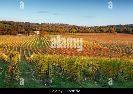 Autumn vines - Denbies Wine Estate Stock Photo