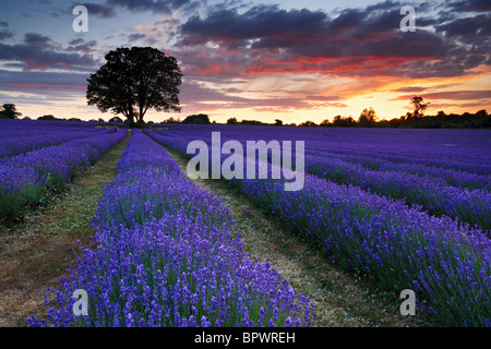 A beautiful summers evening at overlooking lavender farm. Stock Photo