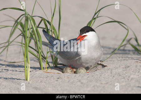 Common Tern (Sterna hirundo) sitting on nest and eggs Stock Photo