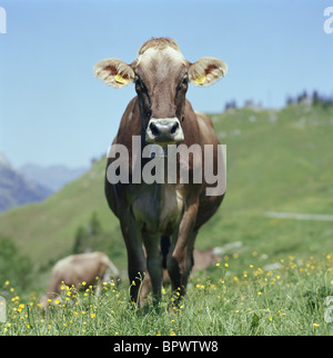 Cow in meadow Stock Photo