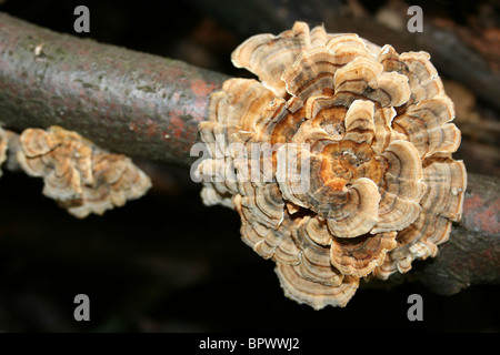 Turkey Tail Trametes versicolor Taken in Eastham Country Park, Wirral, Merseyside, UK Stock Photo