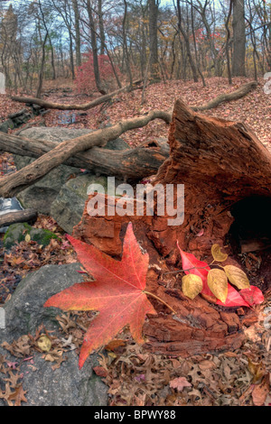 Autumn in Central Park sugar gum leaf on fallen log Stock Photo