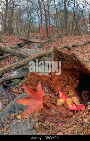Autumn in Central Park sugar gum leaf on fallen log Stock Photo