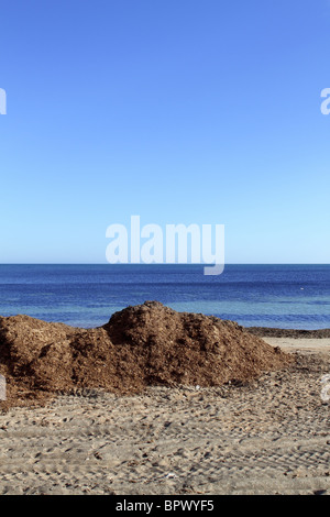 algae seaweed dried Mediterranean sea beach ocean shore Stock Photo