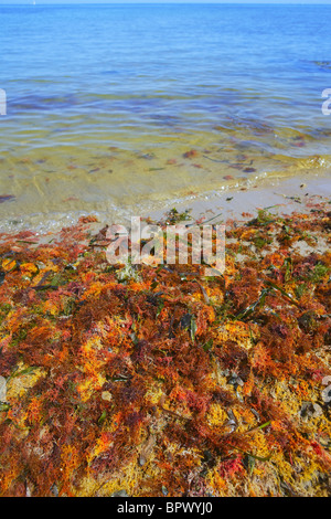 colorful yellow red seaweed algae on sea ocean shore coastline Stock Photo
