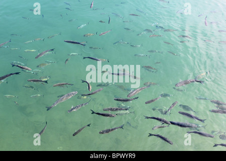 fishes mullet school in mediterranean port saltwater Stock Photo