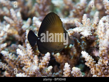 Brushtail tang (Zebrasoma scopas)young juvenile swimming among hard corals Stock Photo