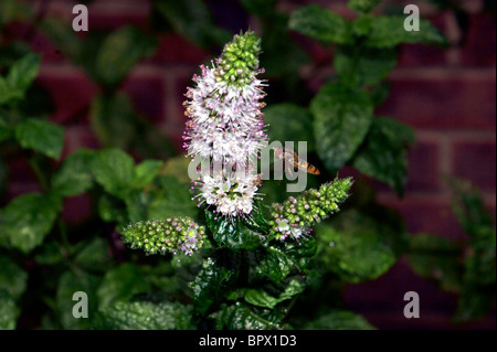 HOVERFLY PREPARING TO LAND ON THE MINT Stock Photo