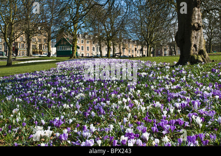 dh The Stray HARROGATE NORTH YORKSHIRE UK Crocus flowerbed flowers in park gardens springtime spring garden Stock Photo