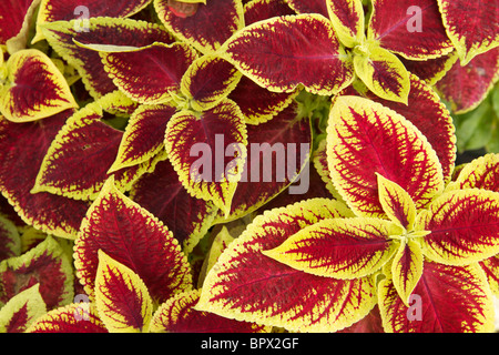 Coleus foliage. Stock Photo