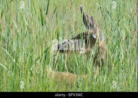 Mule Deer, Doe Deer, Salmon, Idaho Stock Photo