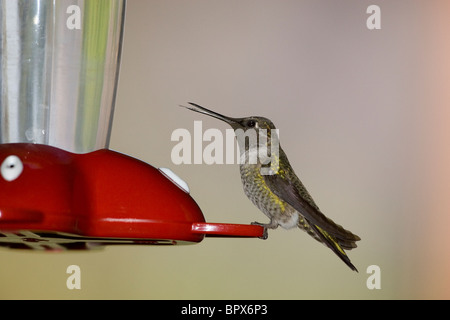 Male Anna's Hummingbird with Tongue out at Feeder Stock Photo