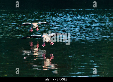 Two Egyptian geese come in to land on the Serpentine in Hyde park, London Stock Photo