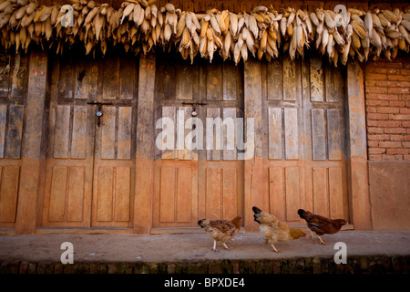 Chicken picking corn from street, Newari house with drying corn, Panauti, Kathmandu Valley Nepal Asia Stock Photo